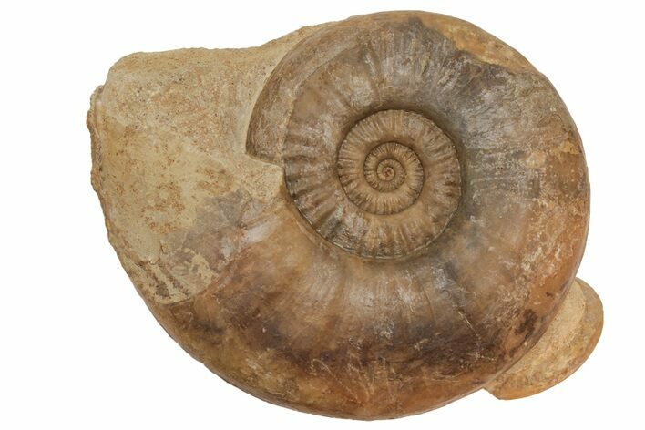Two Jurassic Ammonite Fossils - Dorset, England #216645